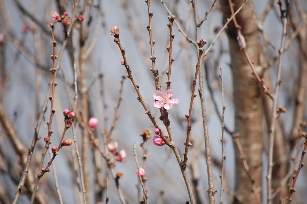 花桃