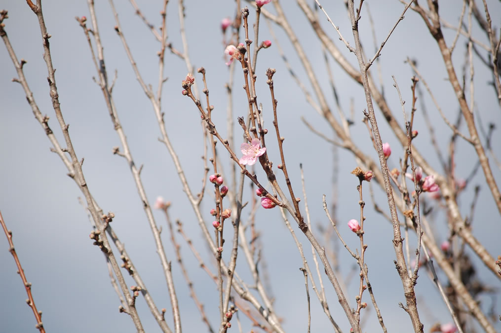 花桃