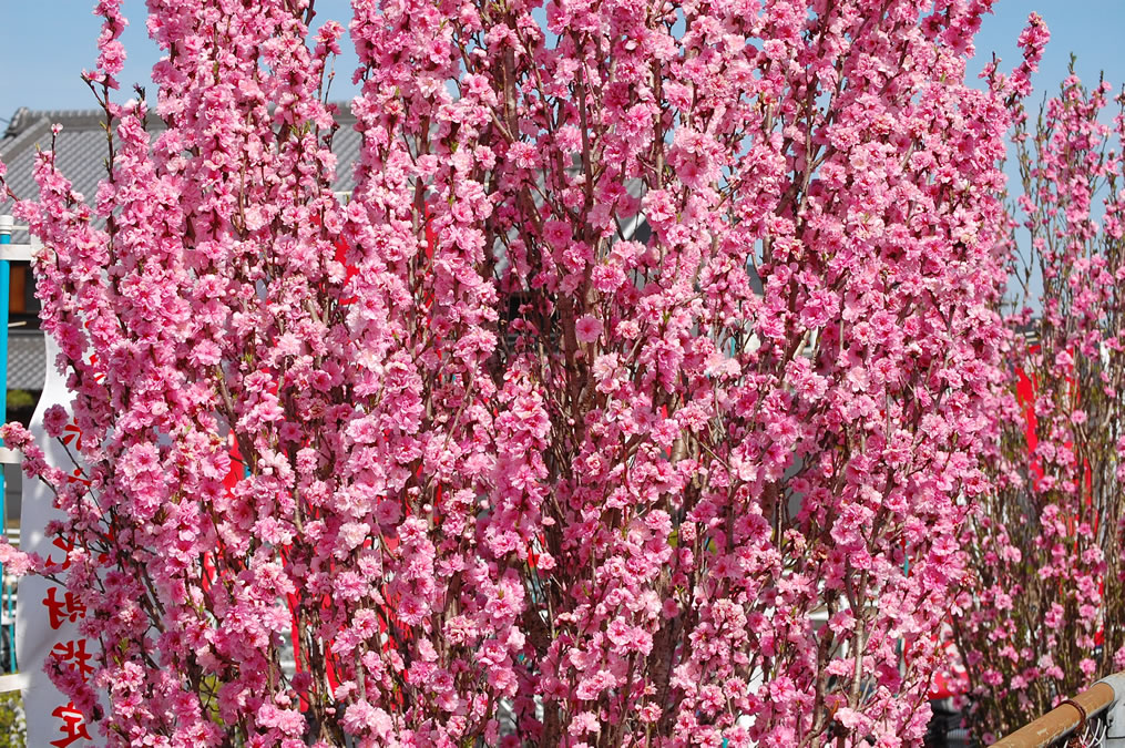 花桃満開