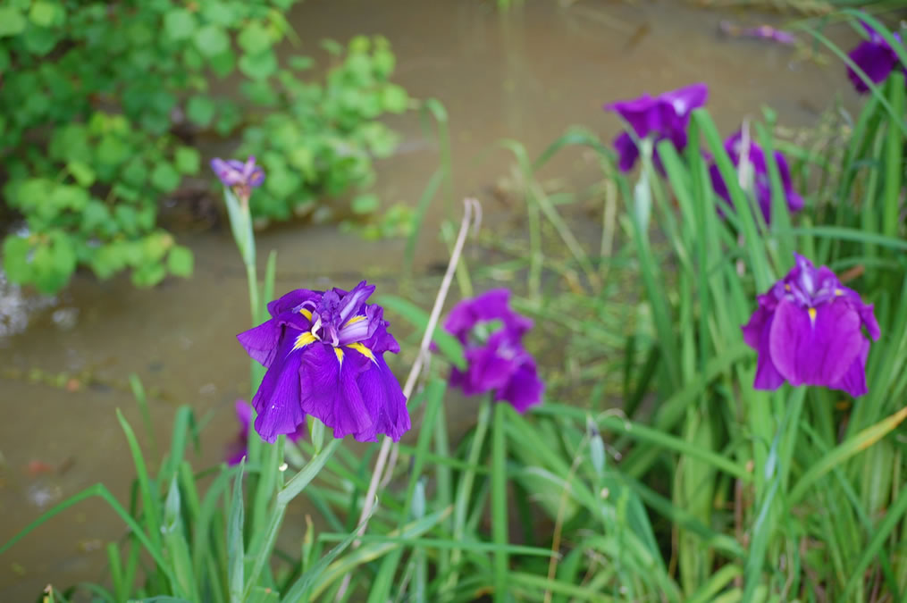 花菖蒲