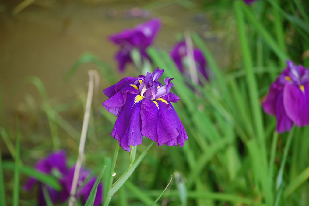 花菖蒲