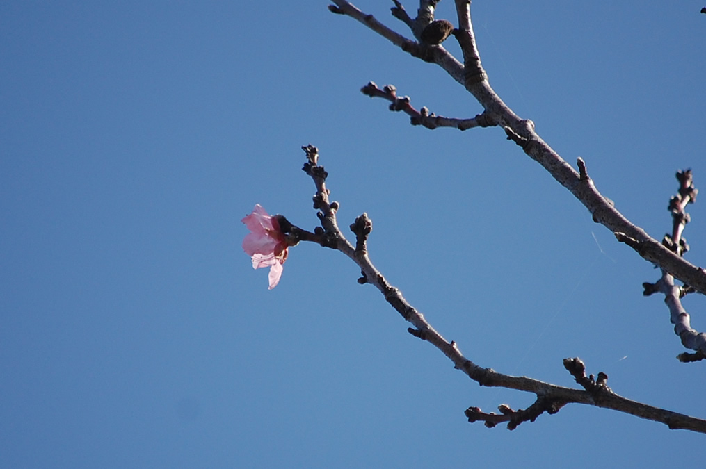 ハナモモの花一輪