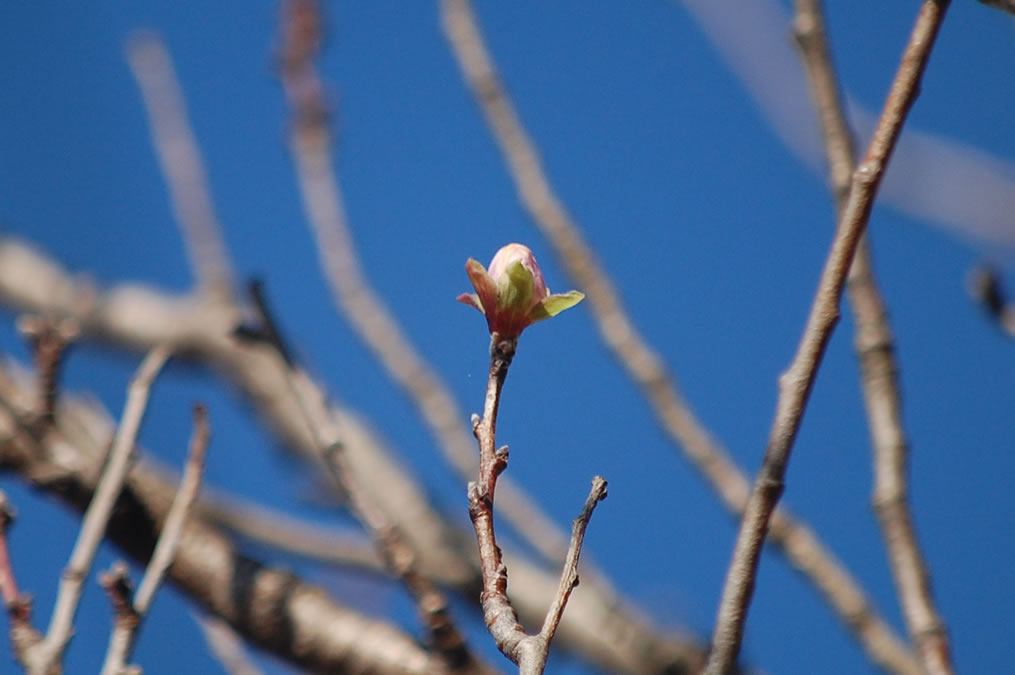 花桃の蕾