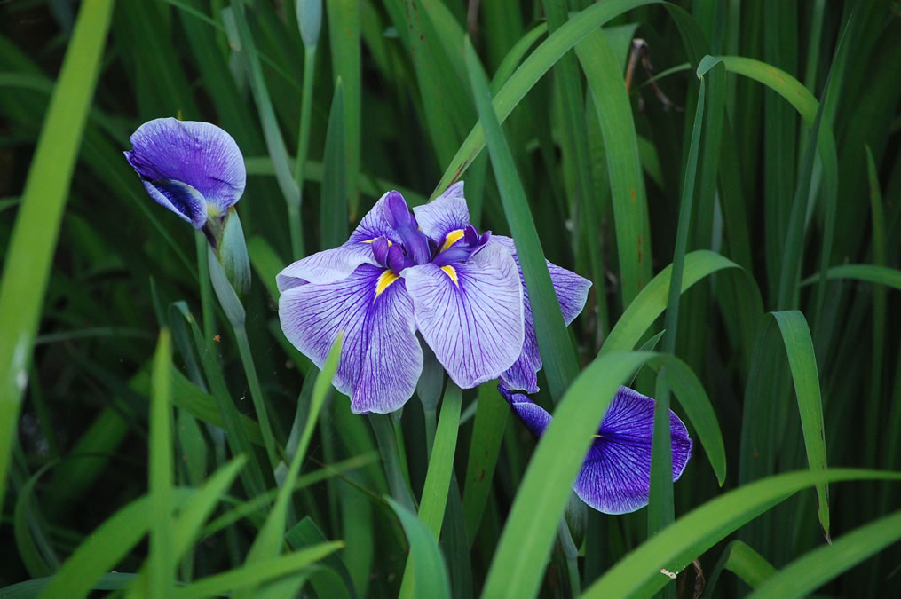 花菖蒲