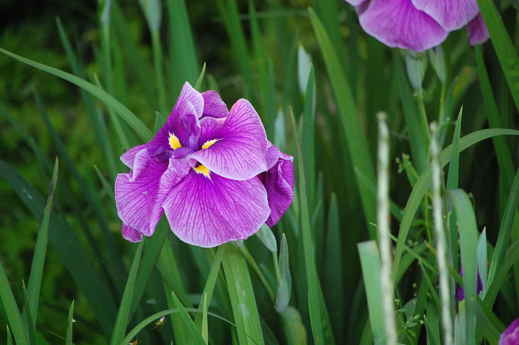 花菖蒲