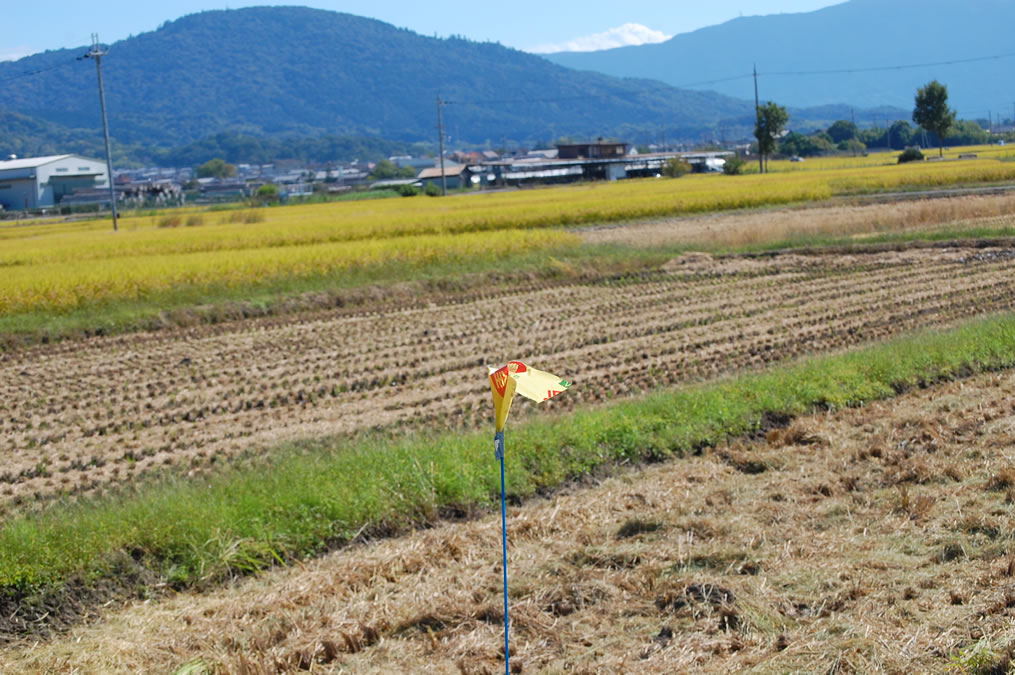 稲刈り後の田