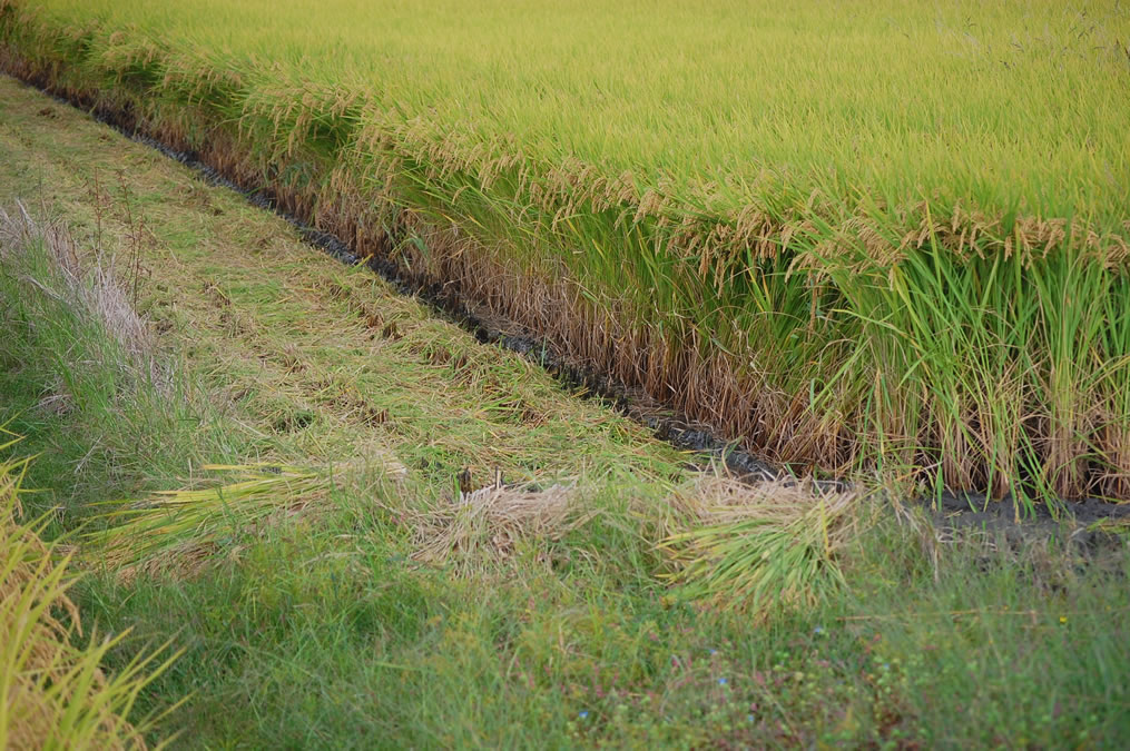 彼岸花