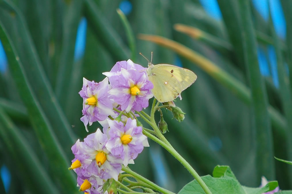 ジャガイモの花にモンキチョウ