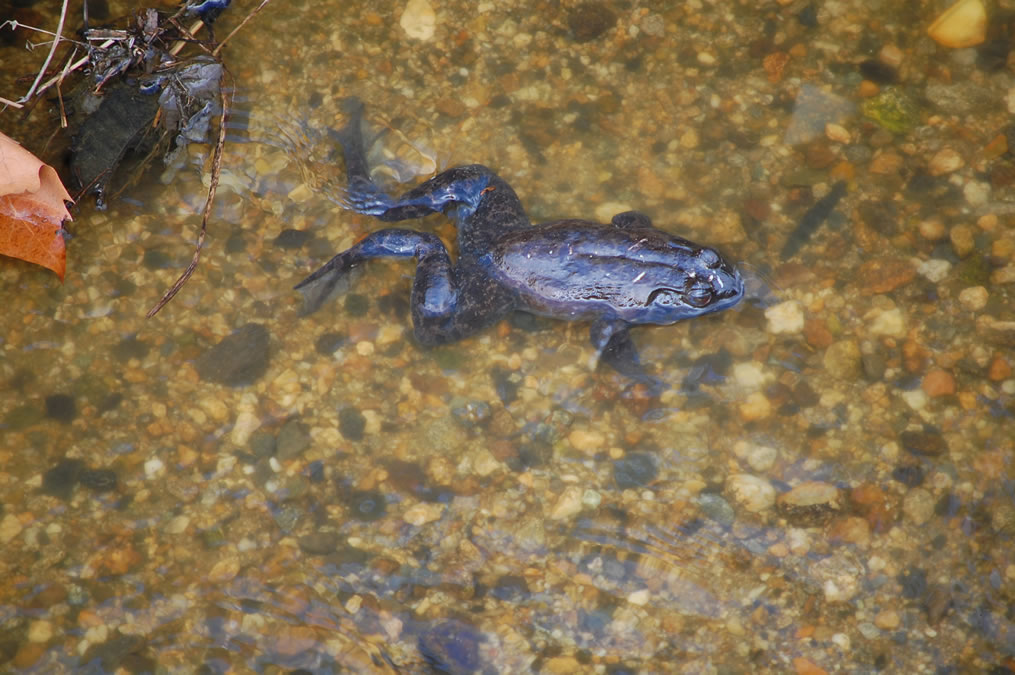 カエルとカメ