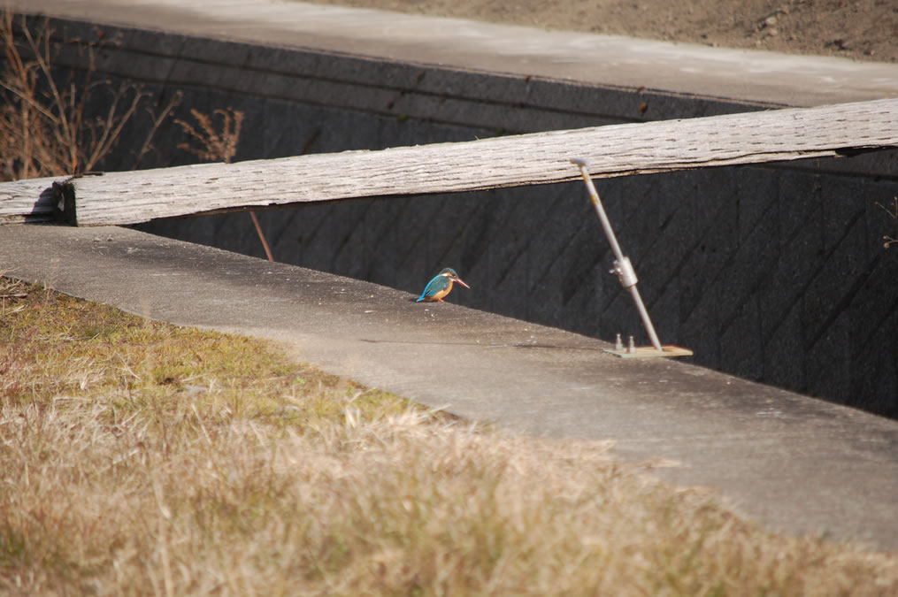 カワセミ