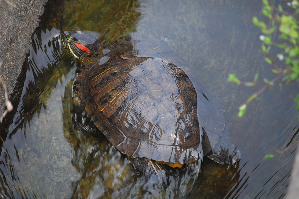 カメ