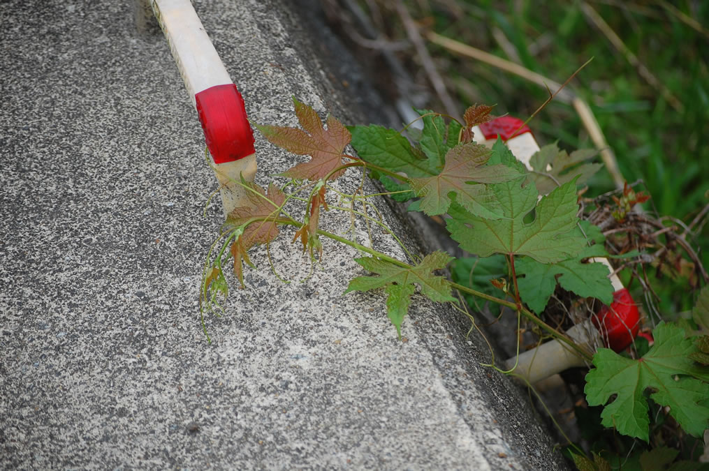 阿蘇大観峰でキタテハ