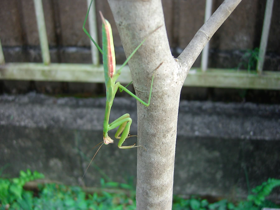 カマキリ