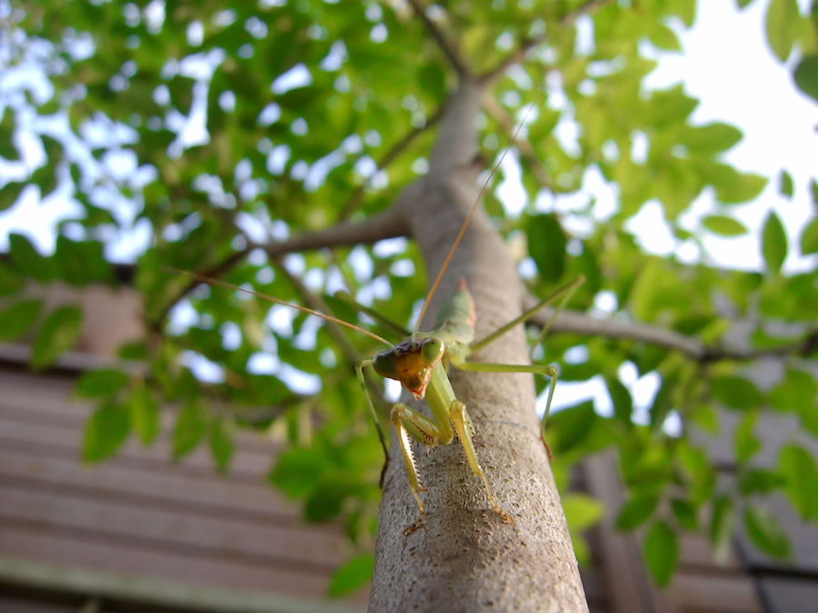 カマキリ