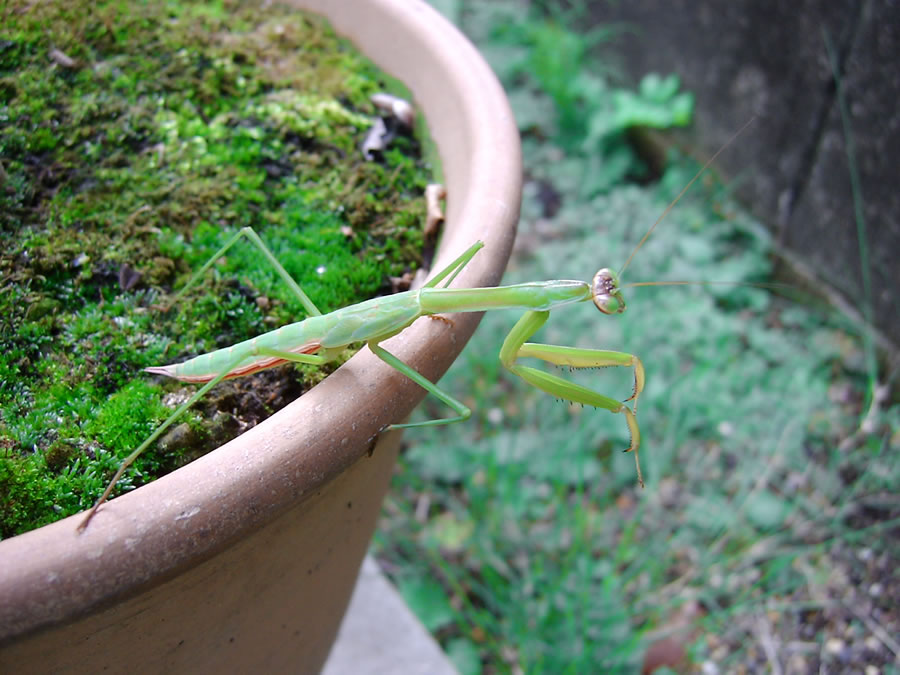 カマキリ