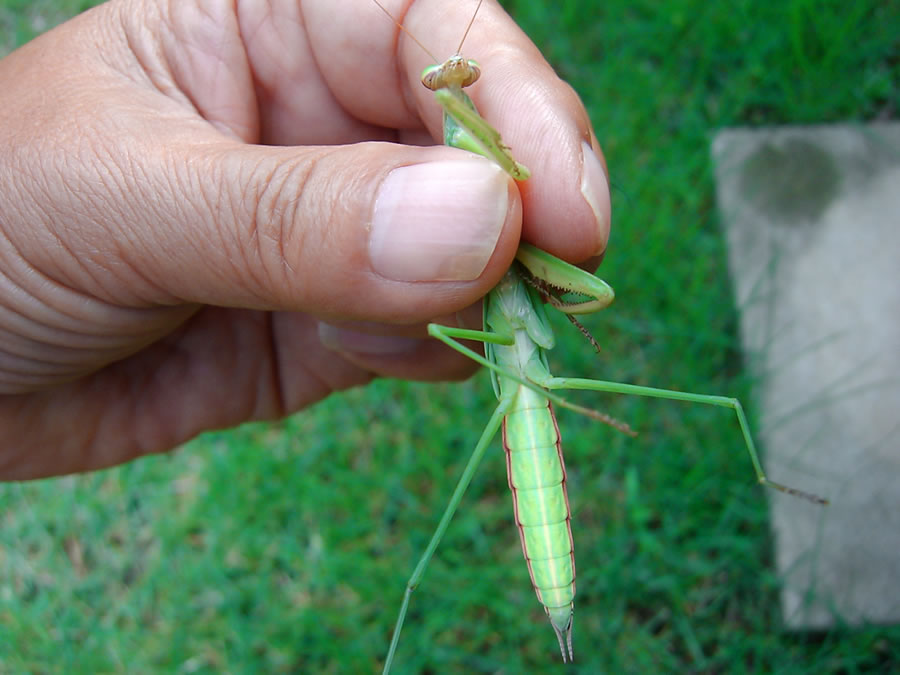 カマキリ