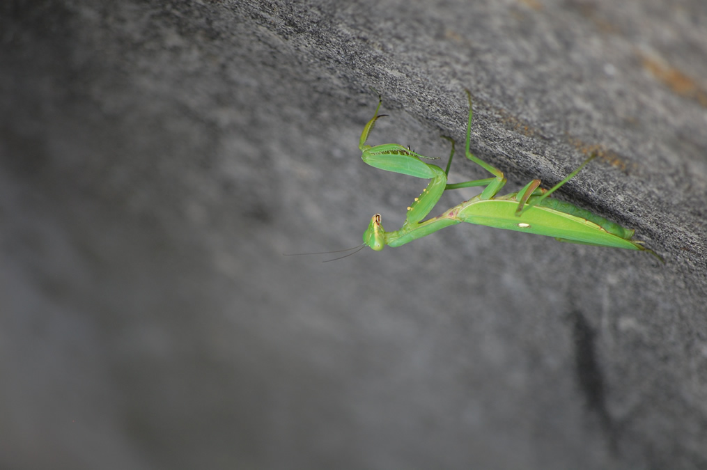 カマキリ