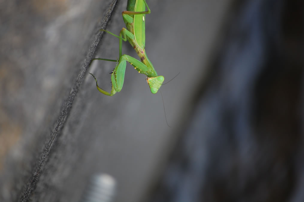 カマキリ