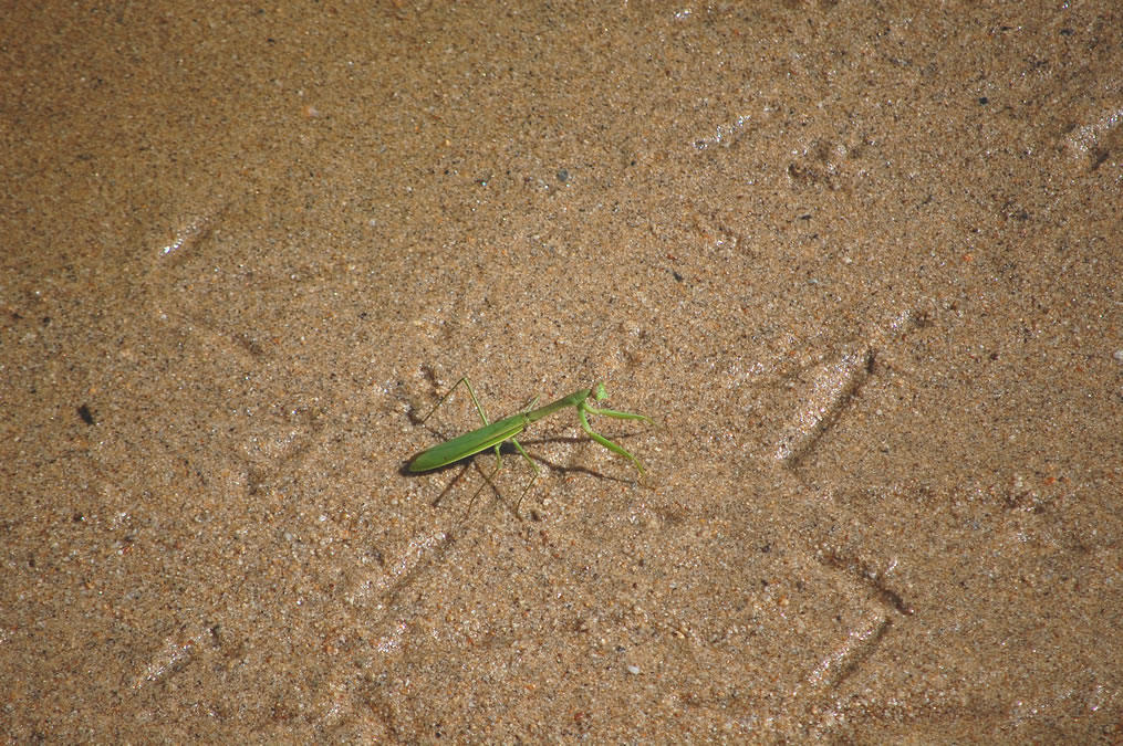 カマキリと鳥の足跡