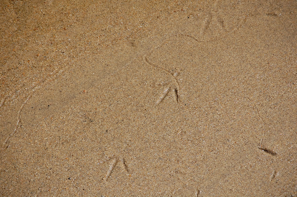 カマキリと鳥の足跡