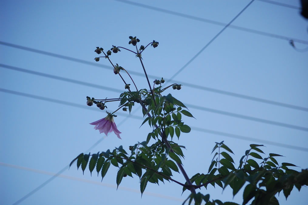 ハナモモの花一輪