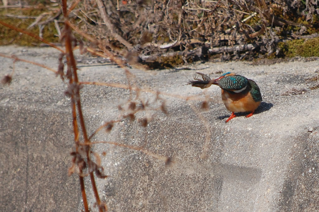 カワセミ