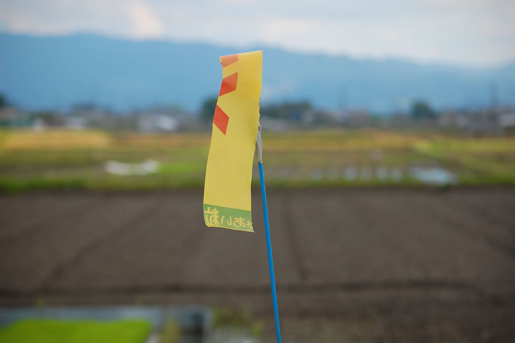 田んぼの謎の黄色い旗印