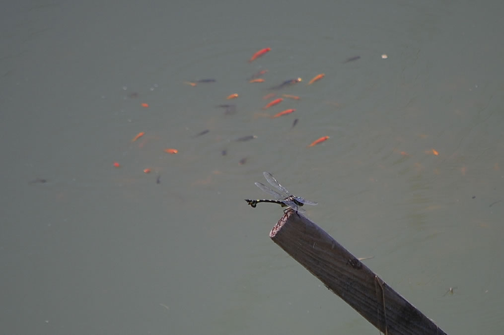 ウチワヤンマと金魚