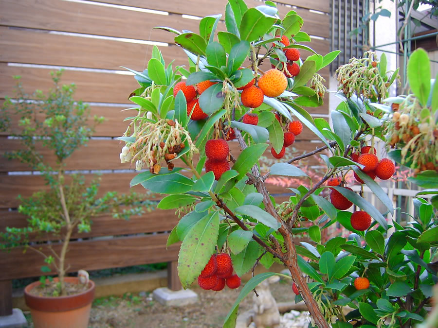 白花イチゴの実