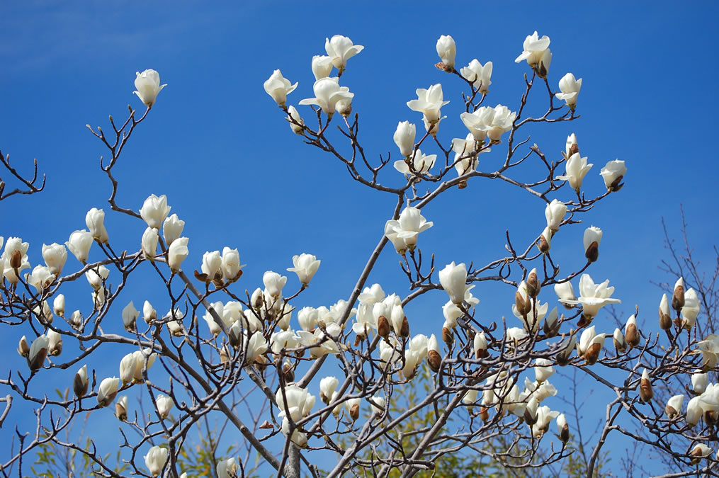 コブシの花