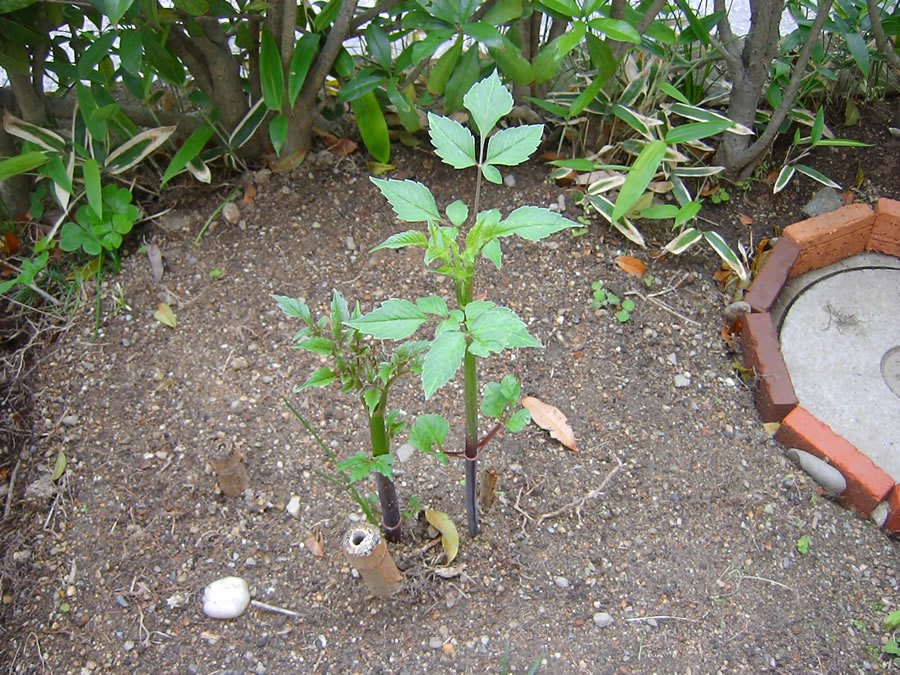 皇帝ダリアの芽が伸びてきた