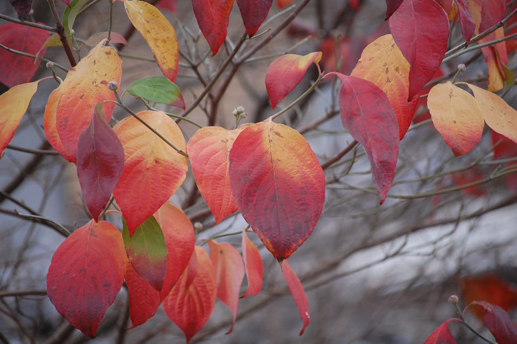 紅葉