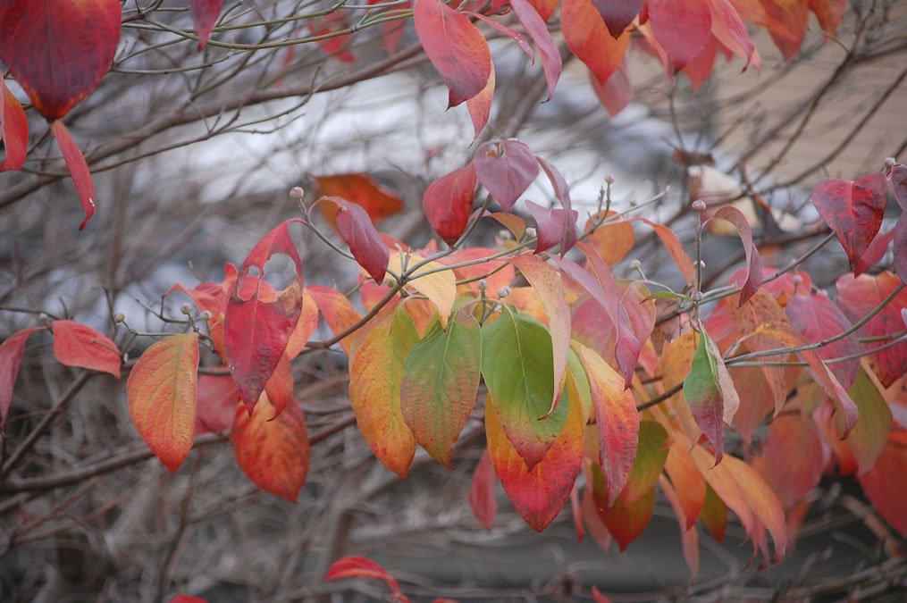 紅葉