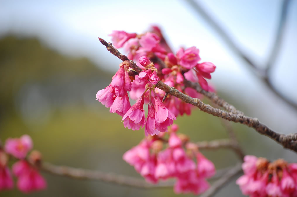 寒緋桜