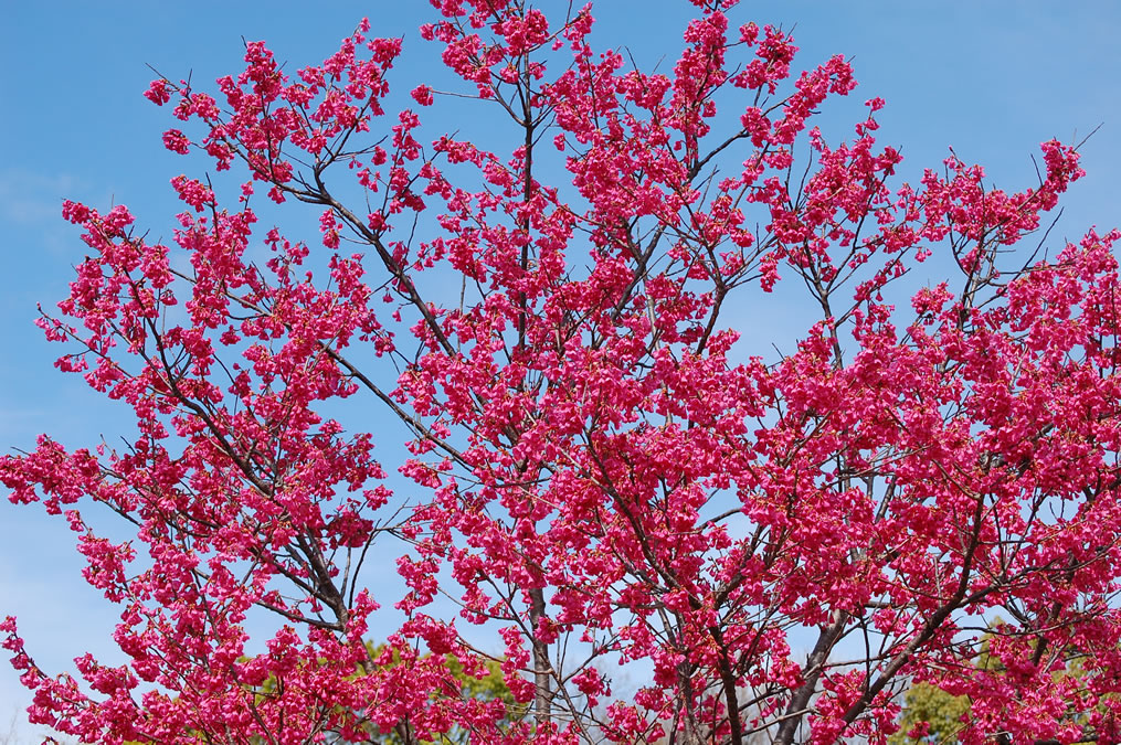 馬見丘陵公園の寒緋桜