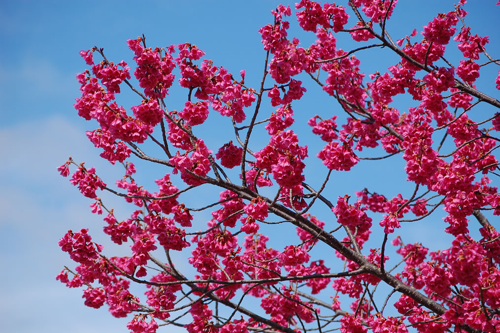 寒緋桜