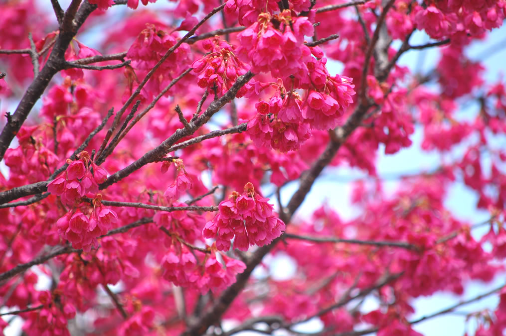 寒緋桜