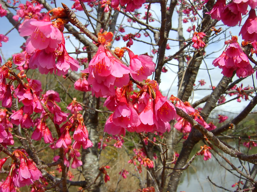 寒緋桜