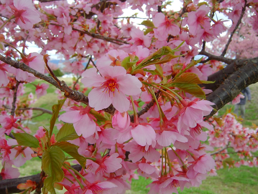 河津桜