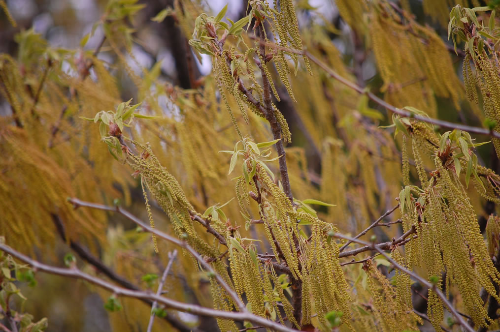 クヌギの花