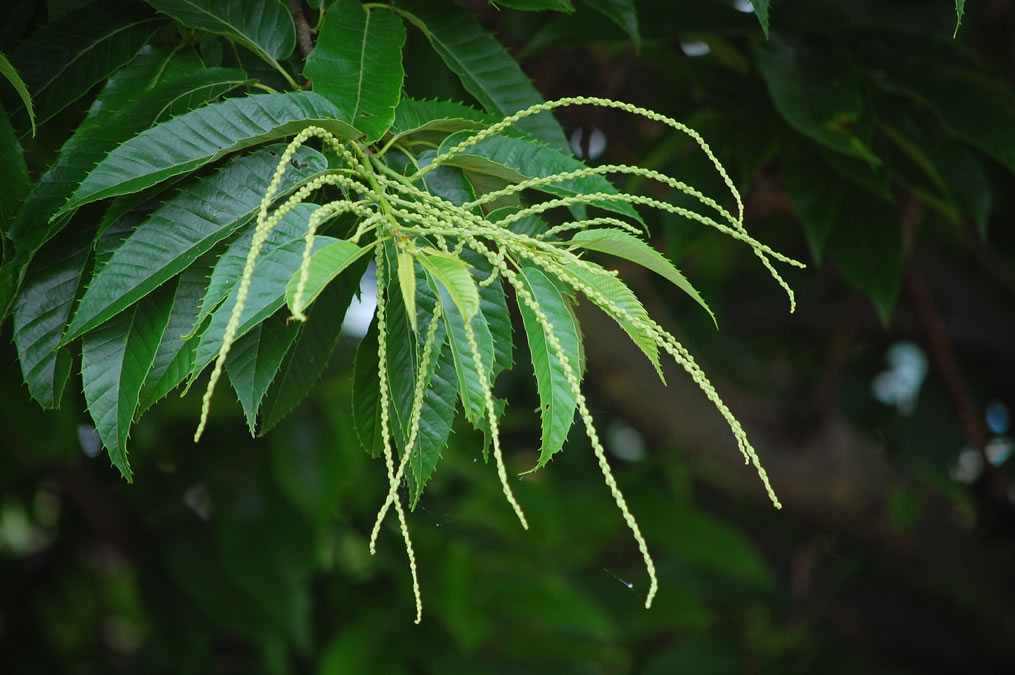 栗の雄花