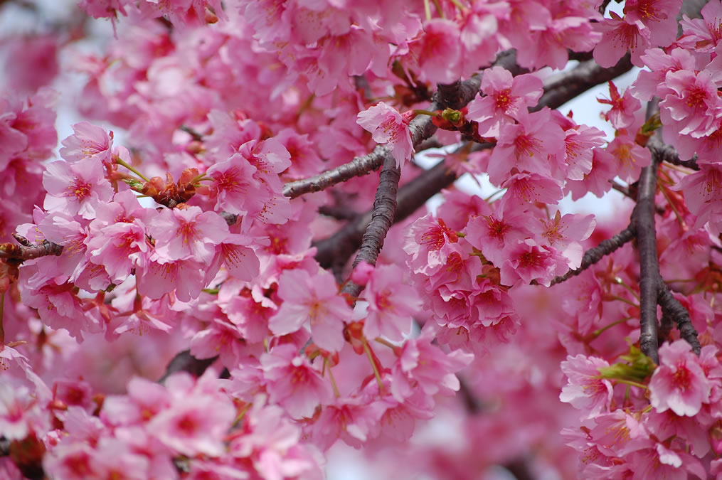 河津桜