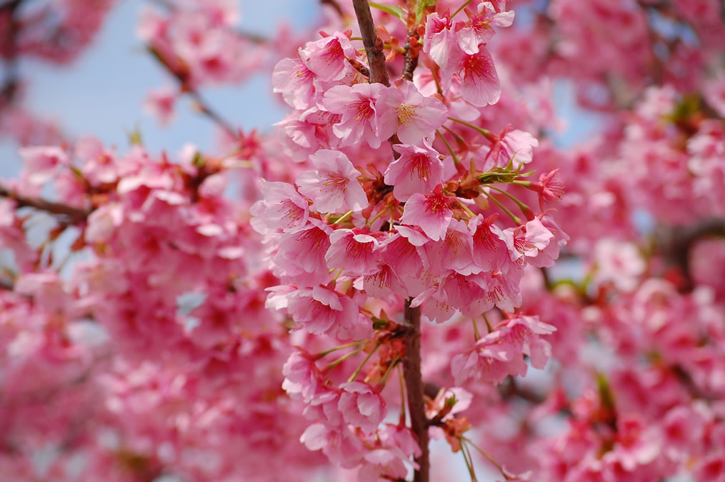 河津桜