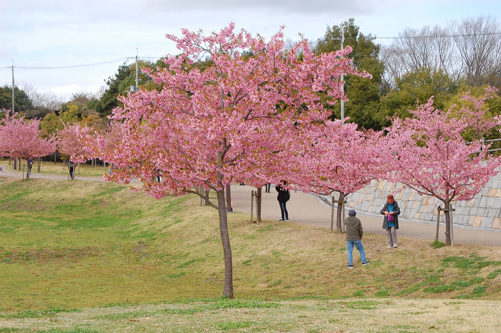 河津桜