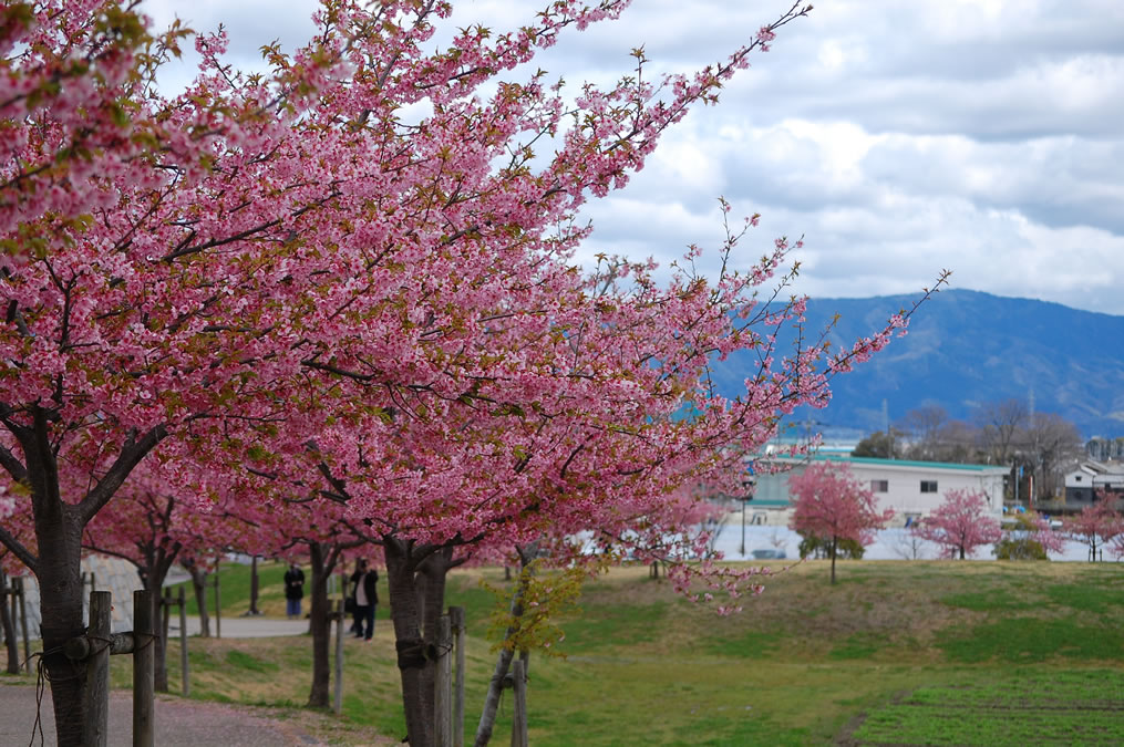 河津桜