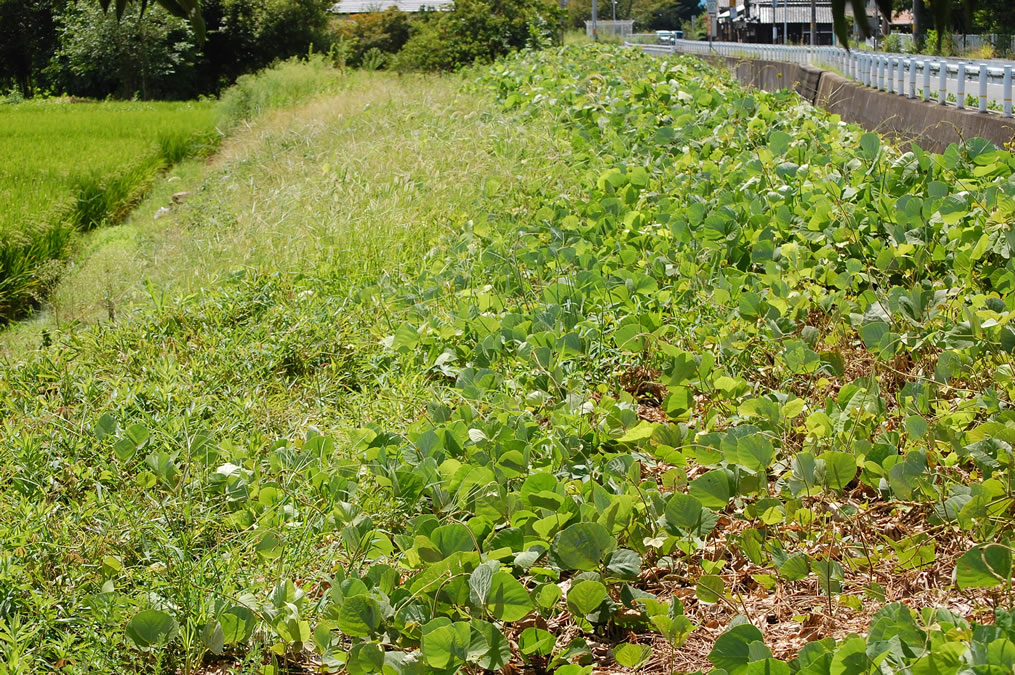 ニラの花