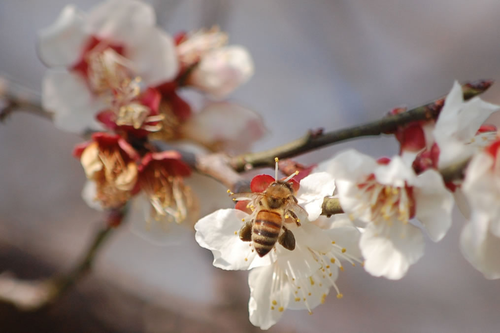 梅の花にミツバチ