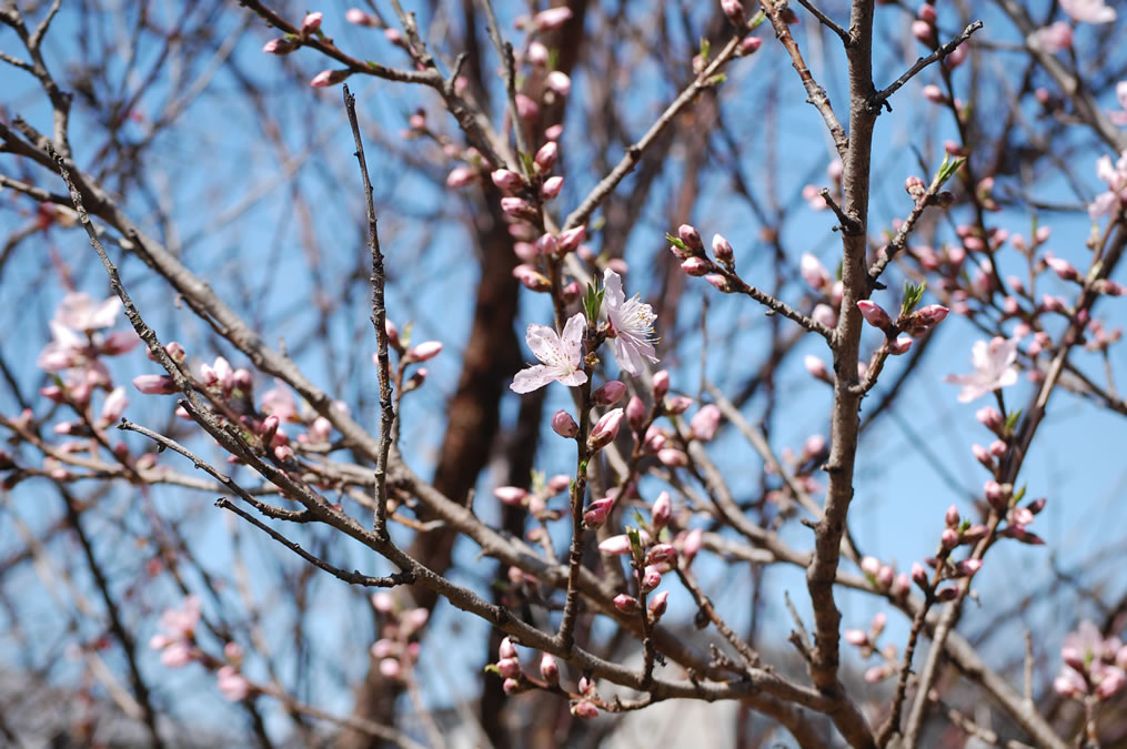 桃の花