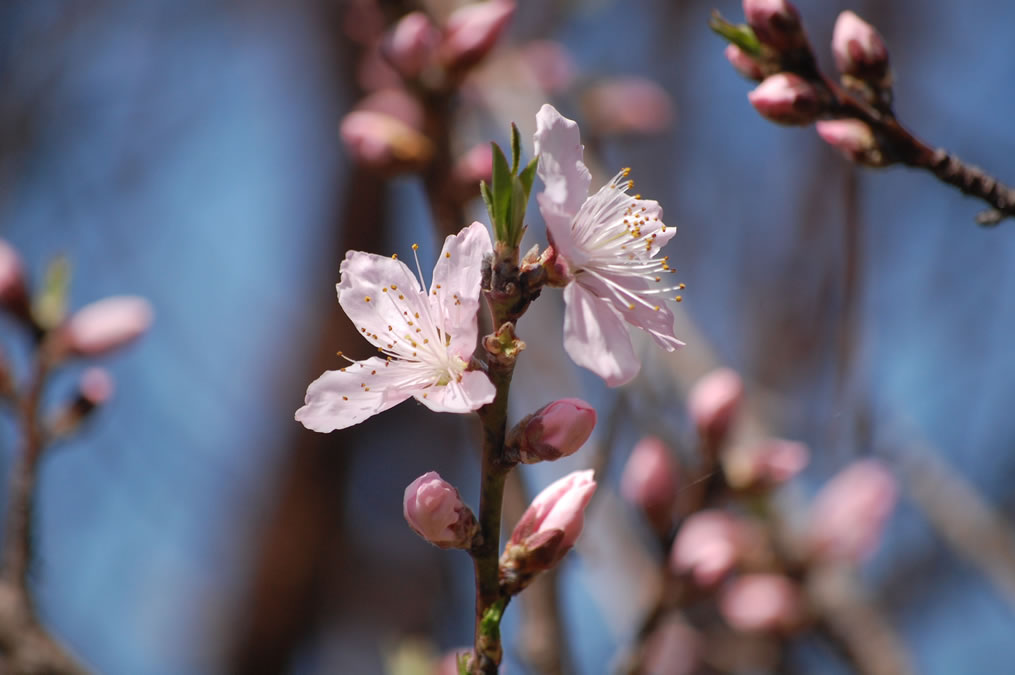 桃の花