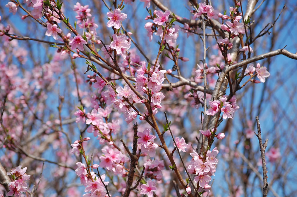 満開の桃の花